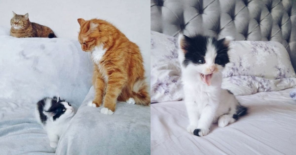 The girl brought a cat from the street, and her cat fell in love with ...