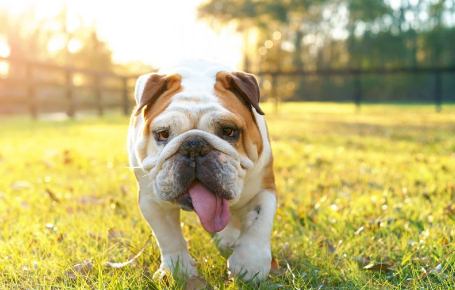 English Bulldog: who is suitable for this breed of dog