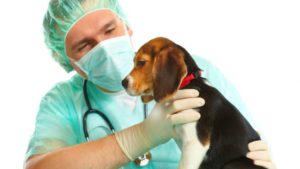 Most common health problems in dogs